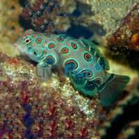 Spotted Mandarin Fish - Medium