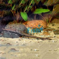 Long Nose Whiptail 12cm