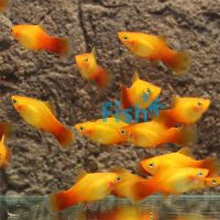 Sunset Platy 4cm