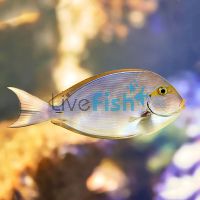 Tang Yellow Eye - Medium