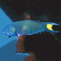 Moon Wrasse - Medium