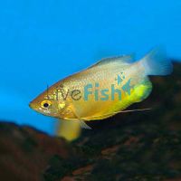 Thicklip Gourami - Bronze 5cm