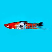 Tri-Colour Swordtail 5cm