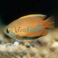 Gold Honey Dwarf Gourami 3cm