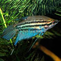 Croaking Gourami 3cm