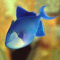 Niger Triggerfish - Redtooth Medium