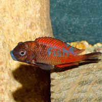 Tropheus Moliro Red 3.5cm