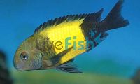 Tropheus Kaiser Ikola 5cm