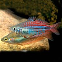 Utchee Creek Rainbow 5cm