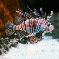 Volitan Lionfish - Small