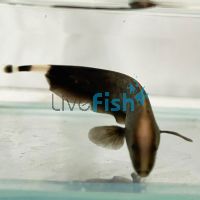 White Ghost Knife Fish 6cm
