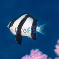 White Tail Humbug Damselfish - Medium