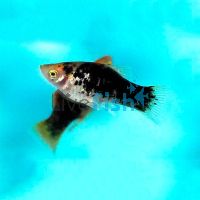 Black Platy 4cm