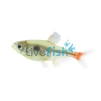 Yellow Phantom Tetra 3cm