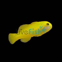 Yellow Clown Goby - Medium