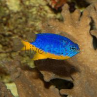 Yellow Belly Damselfish - Medium