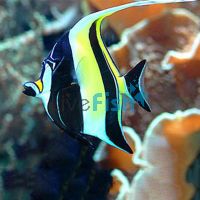 Moorish Idol - Medium