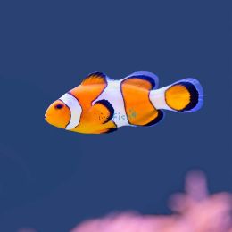 Orange & White Clownfish - Large