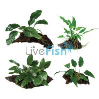 Assorted Anubias On Driftwood Pack