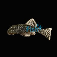 Bristlenose Catfish 3cm