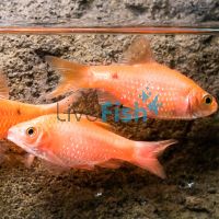 Chilli Red Rosy Barb 5cm