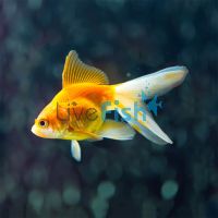 10x Assorted Fantail Goldfish