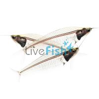Phantom Glass Catfish 5cm