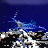 1x Glass Shrimp - Algae Eating 