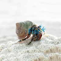 Land Hermit Crab MED