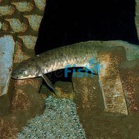 Australian Lungfish 8-10cm