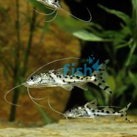 Pictus Catfish 5cm