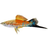 Wagtail Pineapple Swordtail 5cm