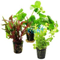 Assorted Bunch Plants - Hydroponic Pot