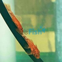 Red Marble Bristlenose Catfish 5cm	