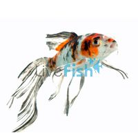 10x Shubunkin Goldfish