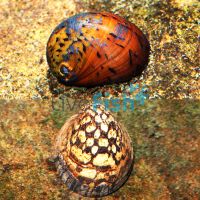 Australian Nerite Snails 0.5-1cm