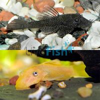 Assorted Bristlenose Catfish & Albino Bristlenose 3cm