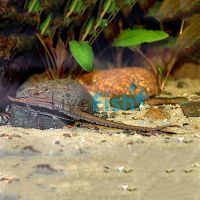Longnose Whiptail Catfish 15cm