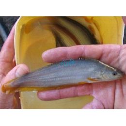 Golden Eel Tail Catfish 8cm