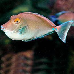 Tang Bluespine Unicornfish - Large