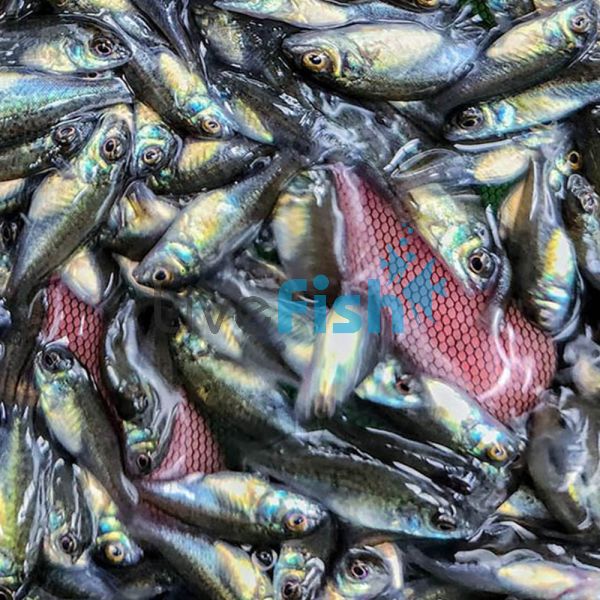 100 x Silver - Perch 3cm 