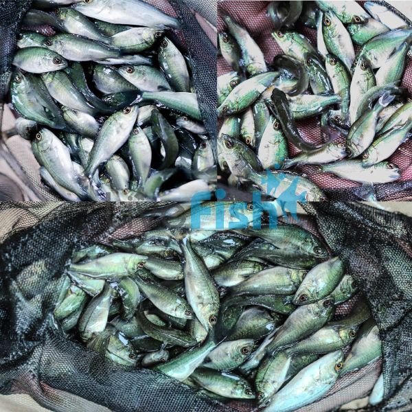 10,000 x Jade Perch 3cm