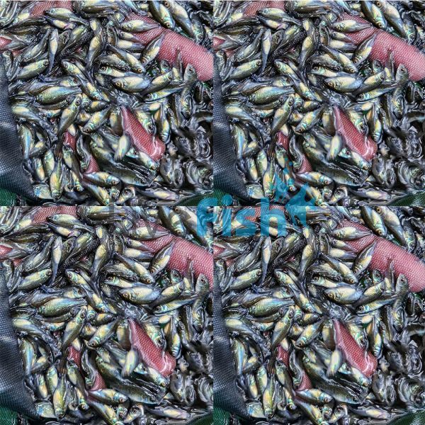 10,000 x Silver - Perch 3cm