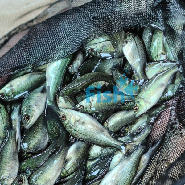 1,200 x Jade Perch 3cm