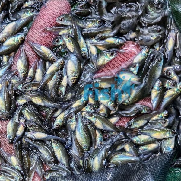 1,200 x Silver - Perch 3cm