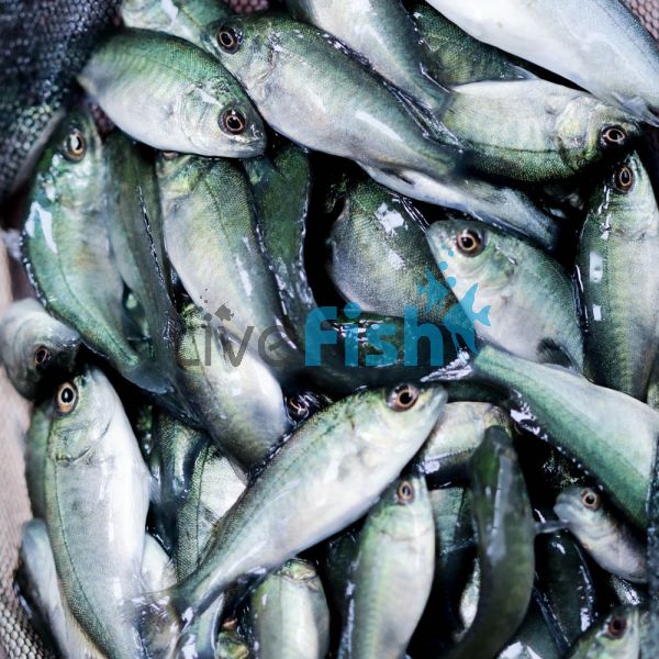 200 x Jade Perch 3cm