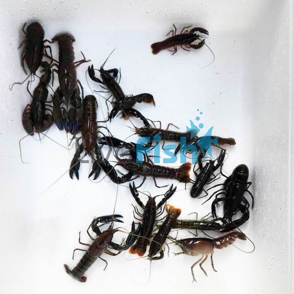  20 x Yabby 5cm