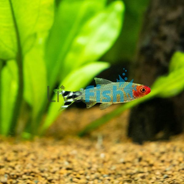 Rummynose Tetra 3cm