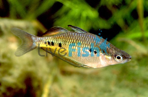 Spotted Rainbow 3.5cm 
