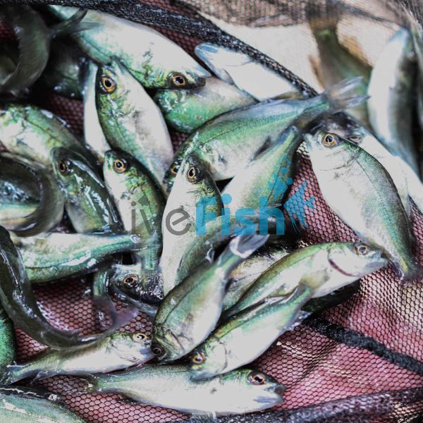 25 x Jade Perch 3cm